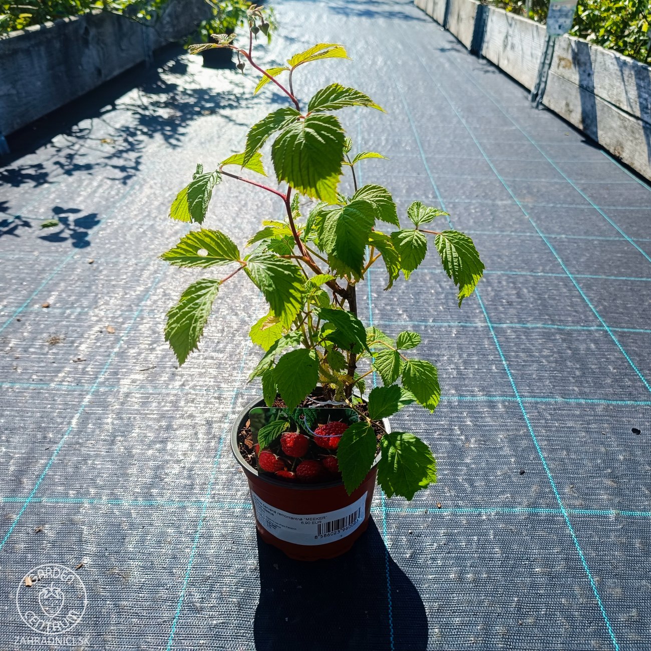 Obrázok Malina červená, remontantná (Rubus idaeus) ´MEEKER´ - výška 20-30 cm, kont. C1,5L